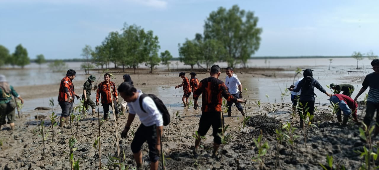 penanaman mangrove